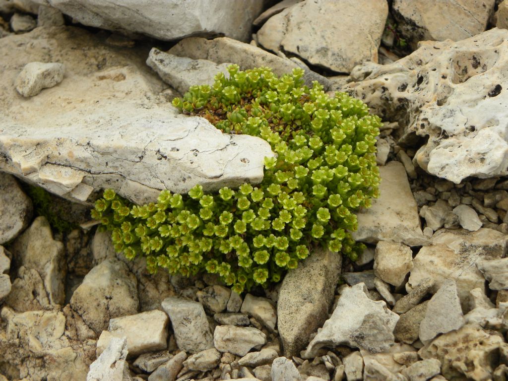 Saxifraga facchinii / Sassifraga di Facchini